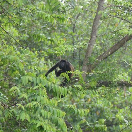Panama Eco Resort Tierra Oscura Eksteriør bilde