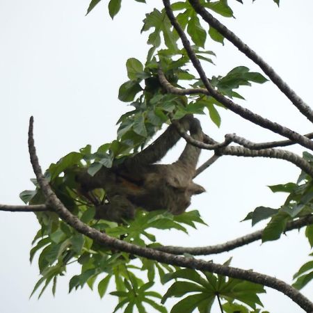 Panama Eco Resort Tierra Oscura Eksteriør bilde