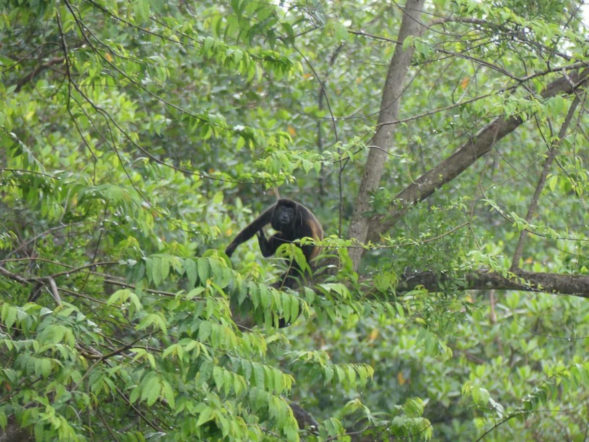 Panama Eco Resort Tierra Oscura Eksteriør bilde