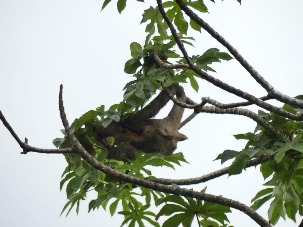 Panama Eco Resort Tierra Oscura Eksteriør bilde